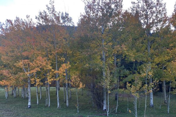 FallColors